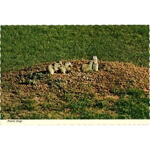 Prairie Dogs Postcard Unposted Casper Wyoming Magazine